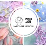 Logo Mundo Angel